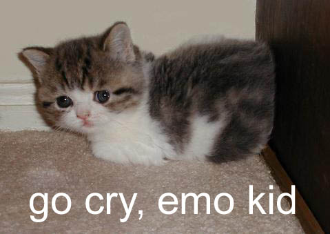 File:Go cry, emo kid - cat.jpg