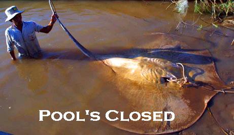 File:Pool's Closed due to stingray.jpg